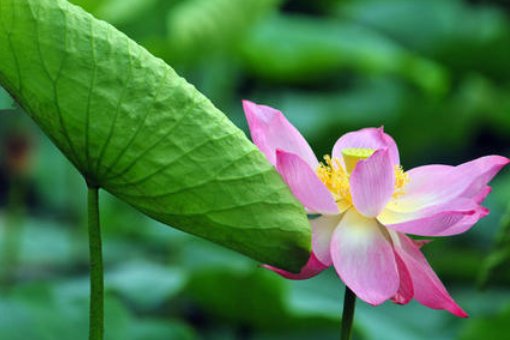 荷叶是我的什么我什么在荷叶什么