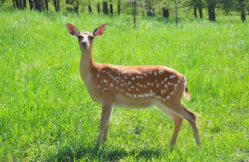 日本静冈的梅花鹿泛滥成灾，你认为这一问题该如何解决？