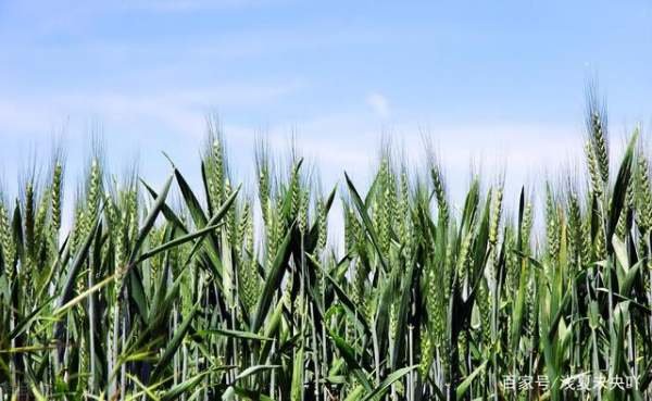 2020年立春是几月几日几时