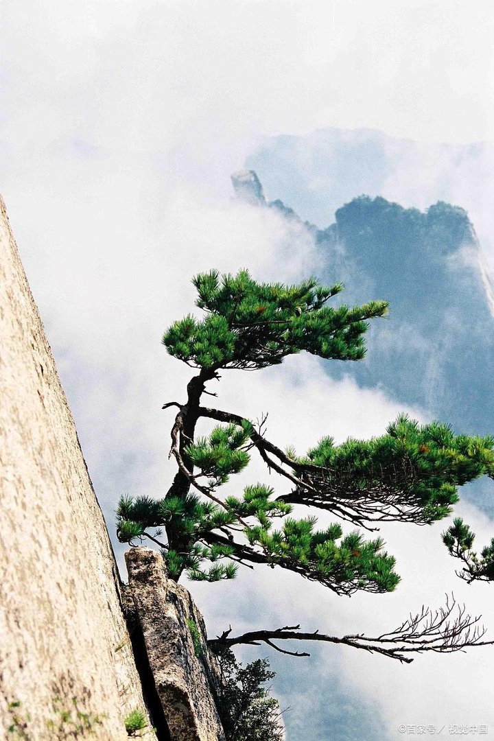 《岁寒三友图》中，有什么植物？