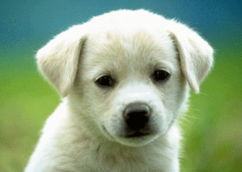 是羊大一点还是狗大一点?