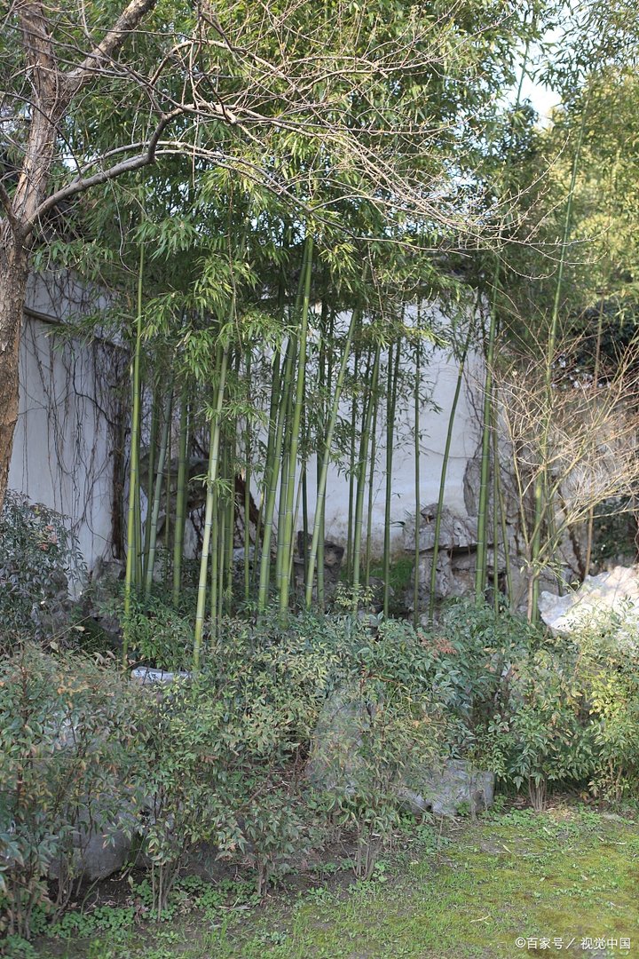 《岁寒三友图》中，有什么植物？