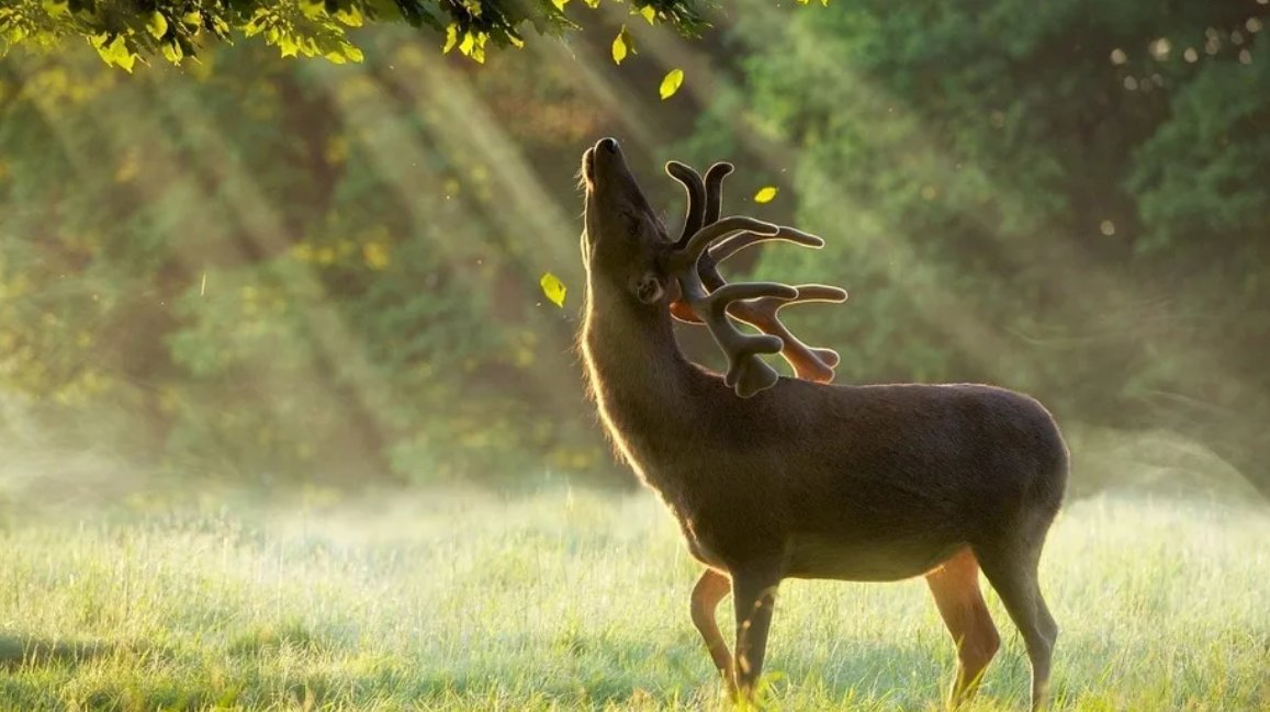 鹿腿和鹿角告诉我们什么道理现实中的故事?
