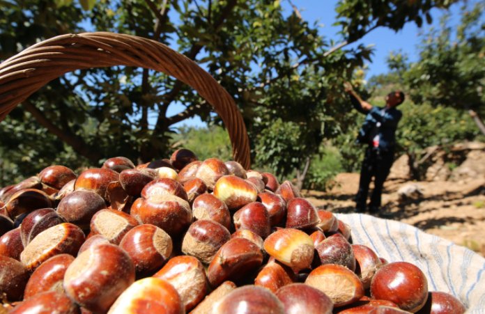 河北宽城县农业的主导产业是什么？