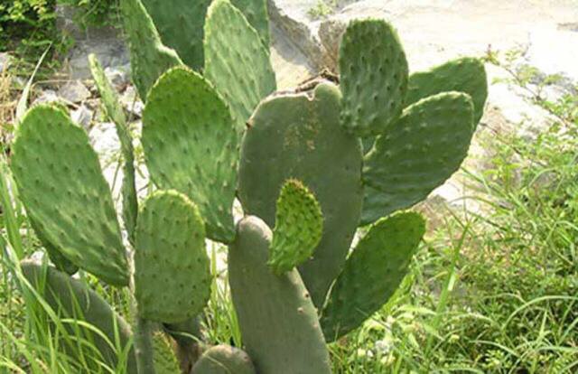 千人掌能炖汤吗?