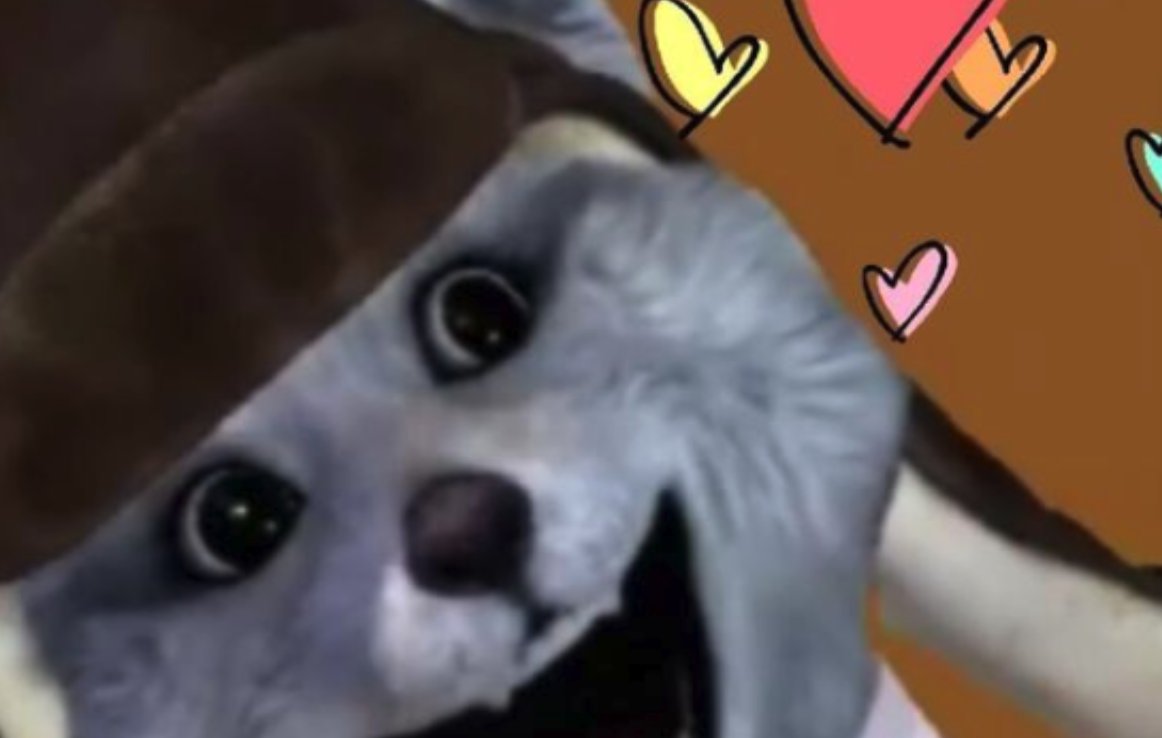 浣熊君为什么不直播了？