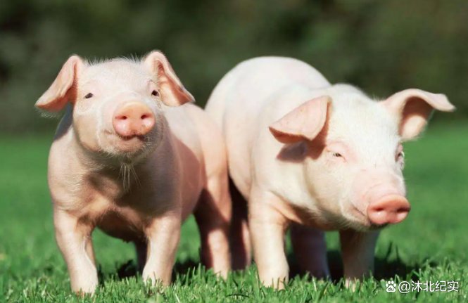 4月开始春风拂面，福气满满，会时来运转的生肖，你知道有谁吗？