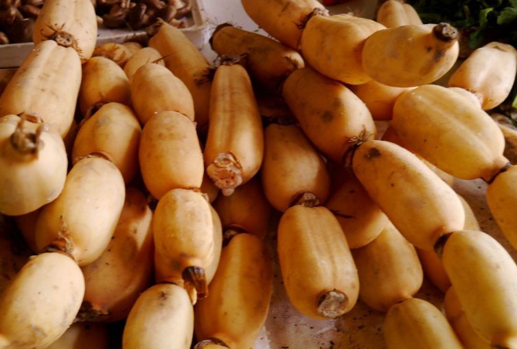 藕是莲的哪部分