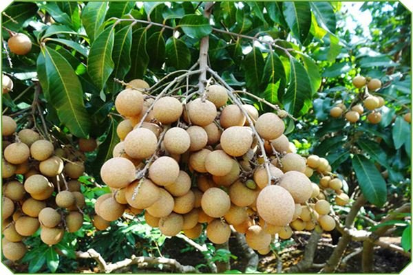 龙眼和桂圆是一种水果吗？