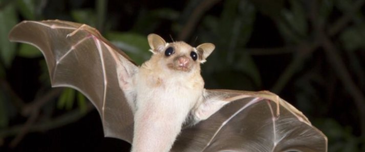 蝙蝠属于哪类动物?