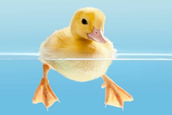 小鸭子怎样在水里游泳求动词