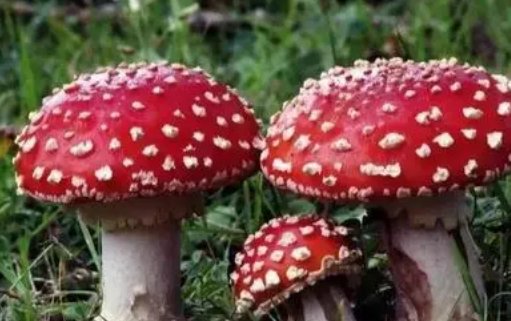 迷幻蘑茹的主要成分是什么？