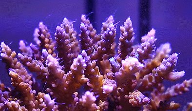 珊瑚和珊瑚虫都是生物吗？请说明理由。