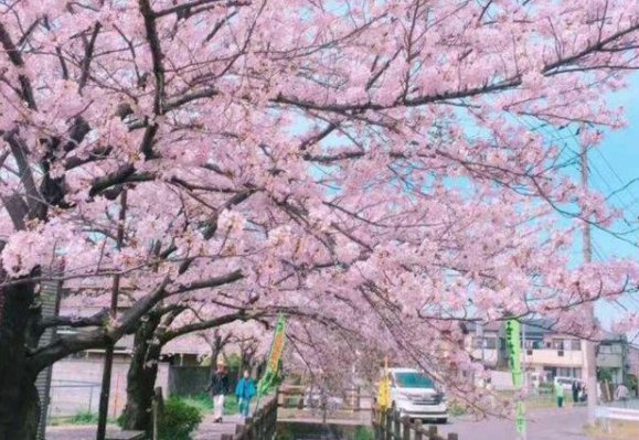 武汉大学的樱花的来历