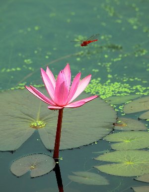 “蜻”的组词有哪些？