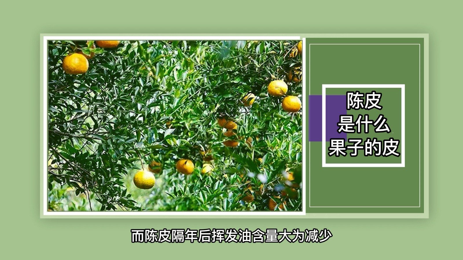 陈皮是什么果子的皮？