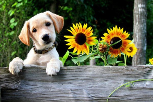 卖狗犯法吗？狗贩子是什么意思？卖狗的和狗贩子有什么不一样？