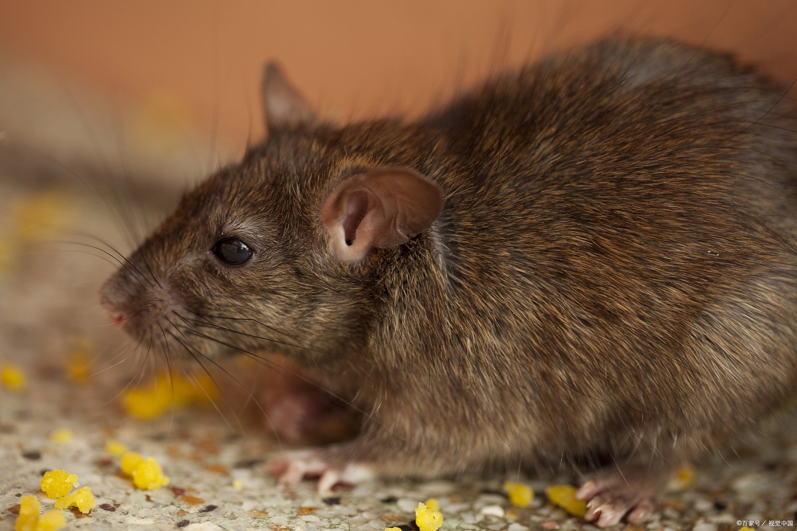 西安相继接诊多例出血热，该病症的死亡率有多高？