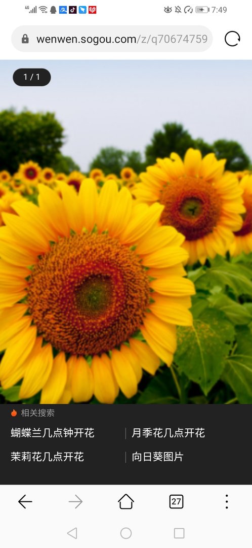向日葵几点开花？