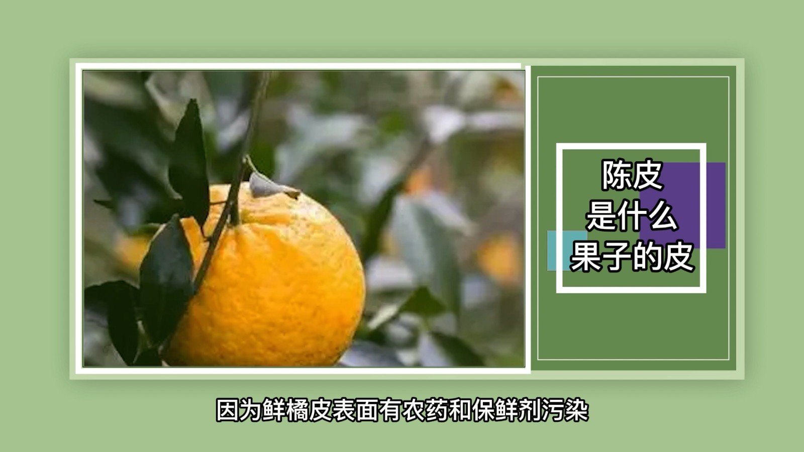 陈皮是什么果子的皮？