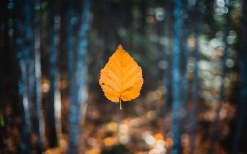 二年级树高百尺落叶归根意思是什么?