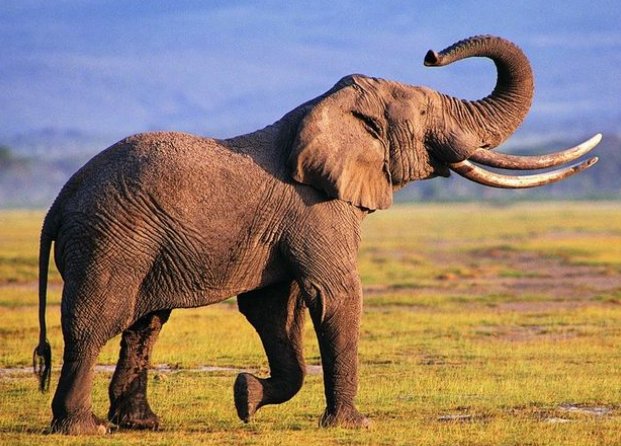 大象有什么本领