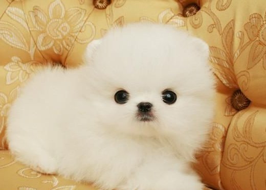 博美和狐狸犬的区别