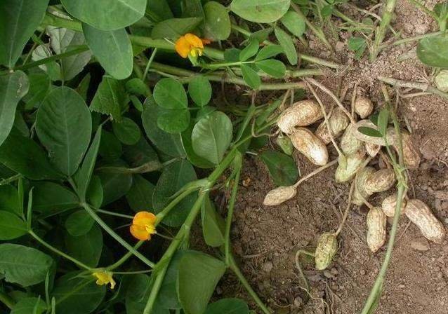 读完落花生的感受30字