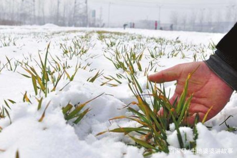 民间农谚：今冬麦盖三层被，来年枕着馒头睡。人们怎么给麦子盖被呢？