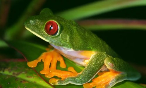 动物的启示发明10个是什么?