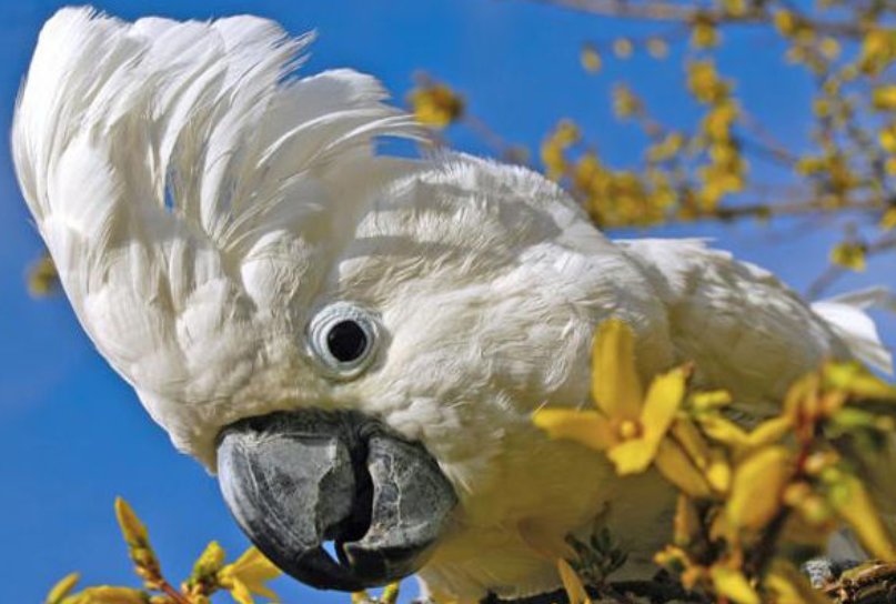 一共有哪几种凤头鹦鹉