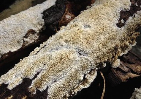 > 白耙齿菌的功效有哪些