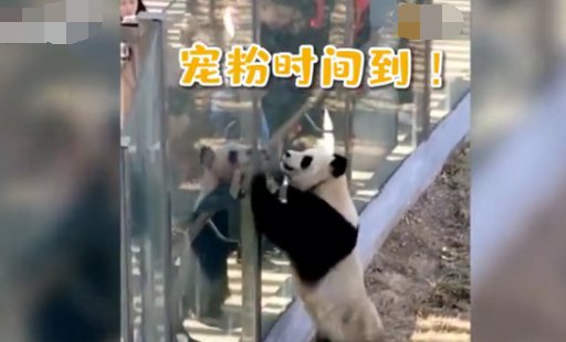 网友是如何评价大熊猫热情跟游客击掌互动的？