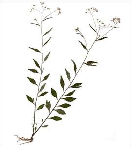 伤寒草的药用信息