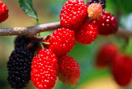 立夏的民俗活动有哪些？