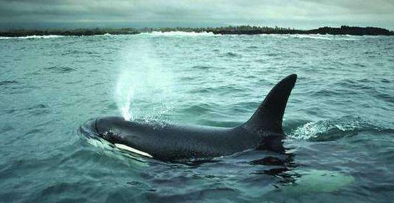 鲸鱼的资料50字