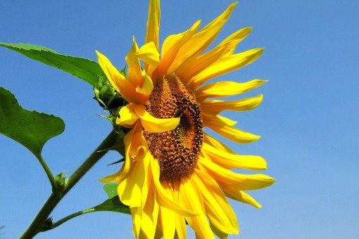 长歌行的意思及诗意是什么？