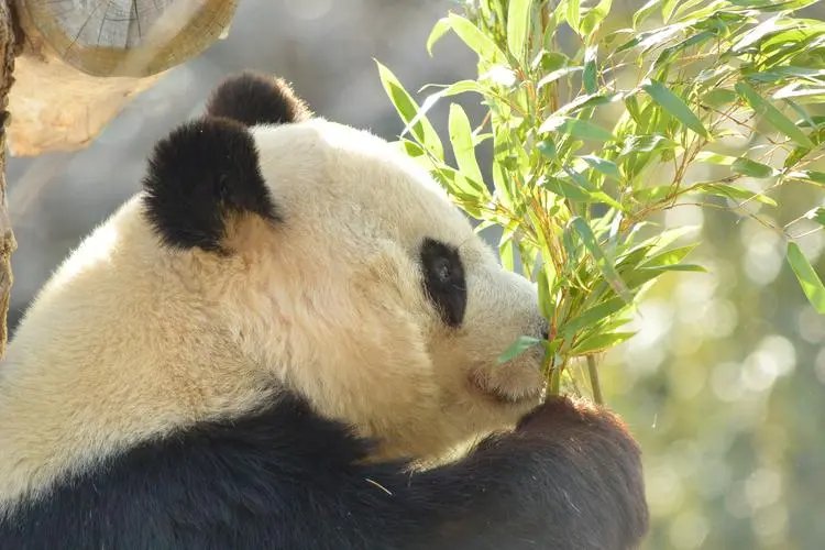 熊猫为什么是黑白色的