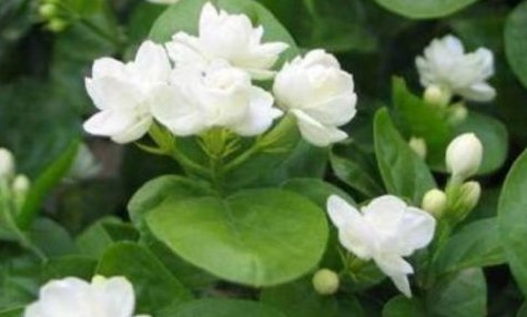 各种花在什么季节开放？