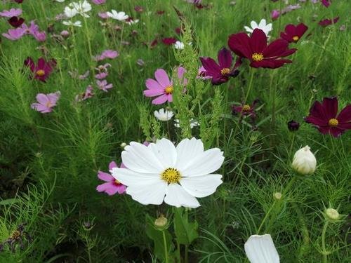 格桑花是什么花?