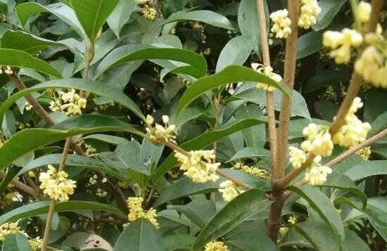 雪白雪白照样子写词语怎么写？