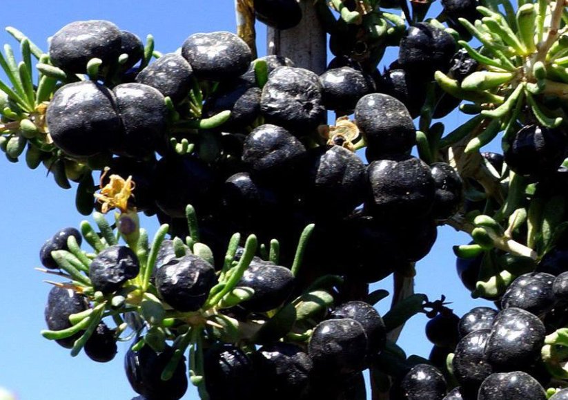 软黄金是什么植物？