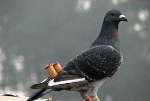 鸽子的尾哨怎么戴？求详细图片。