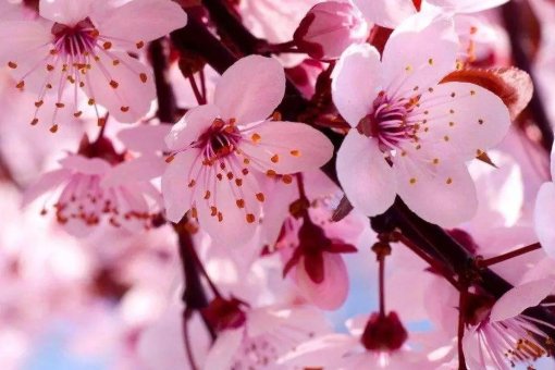 花之歌主要内容概括20字