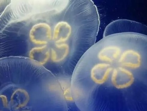 安徽怀宁一池塘现大量桃花水母,该水母是何品种的?