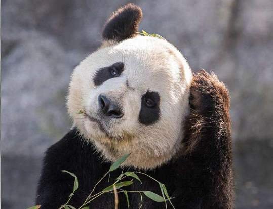 大熊猫的资料完整介绍