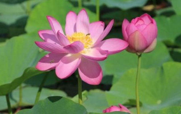 上海出梅是哪天2020？