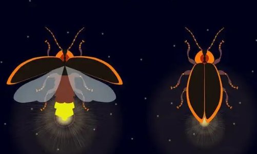 动物的启示发明10个是什么?