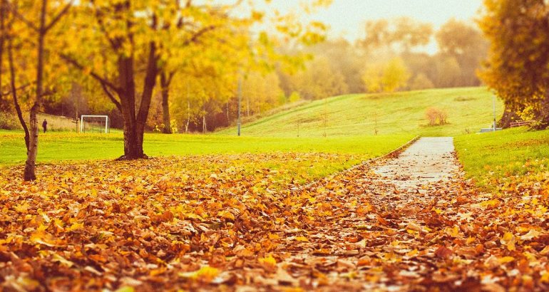 仿写句子。 看到枫树的叶子红了，我知道秋天来了。 （）我知道秋天来了。 写3句。