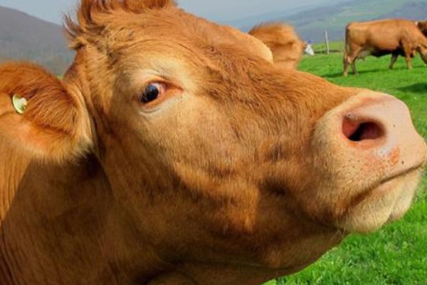 老黄牛指哪一类人？